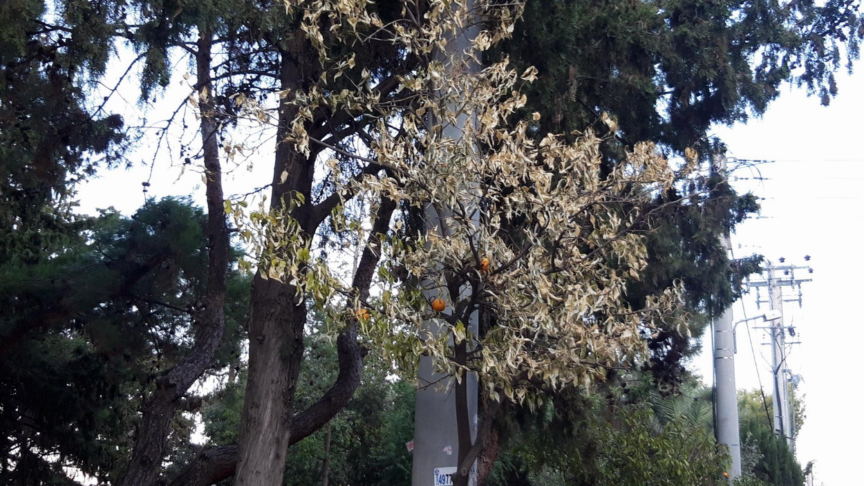 “Μπαρούτι” δένδρα στο άλσος Δόξης και στο πεζοδρόμιο του