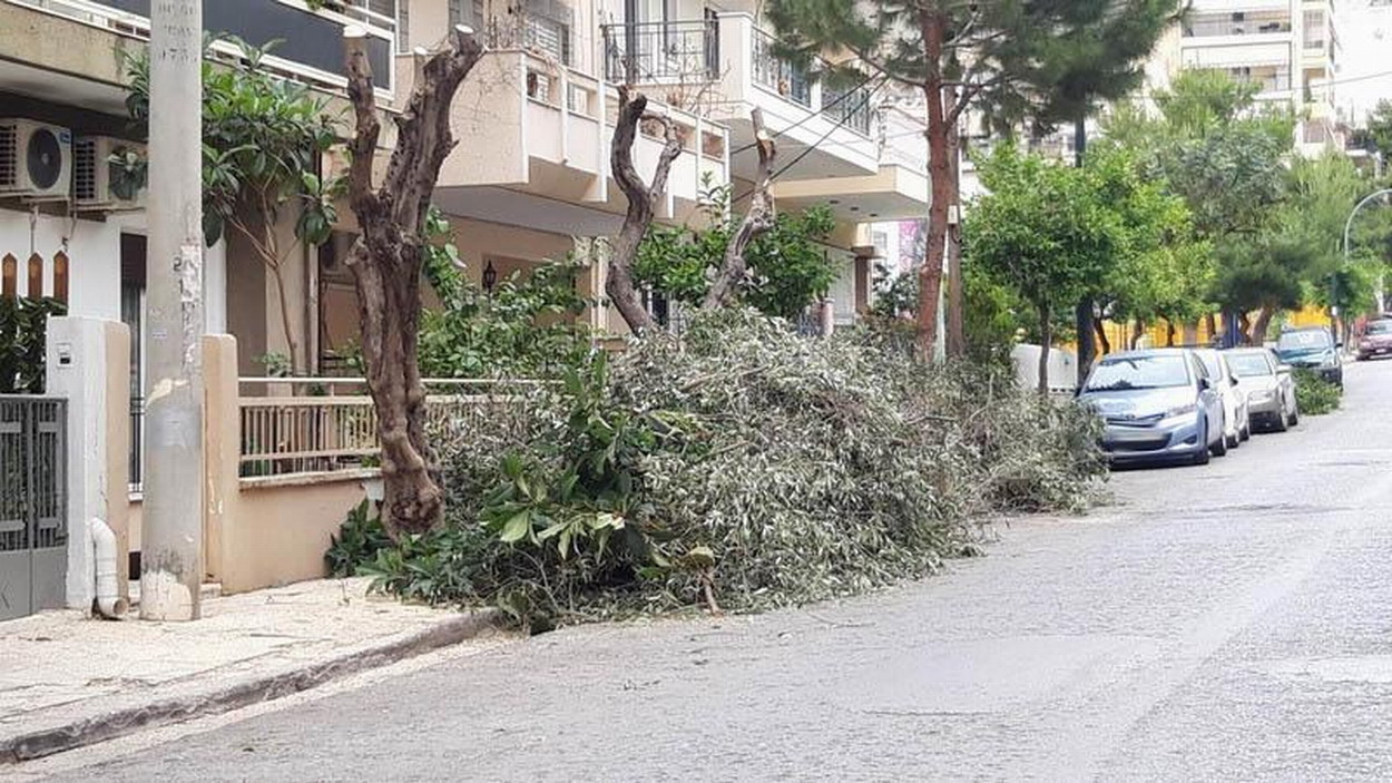 Τα βαθιά κλαδέματα μειώνουν το πράσινο της πόλης μας – ΟΧΙ στο πετσόκομμα των δένδρων, ΝΑΙ στην περιποίησή τους