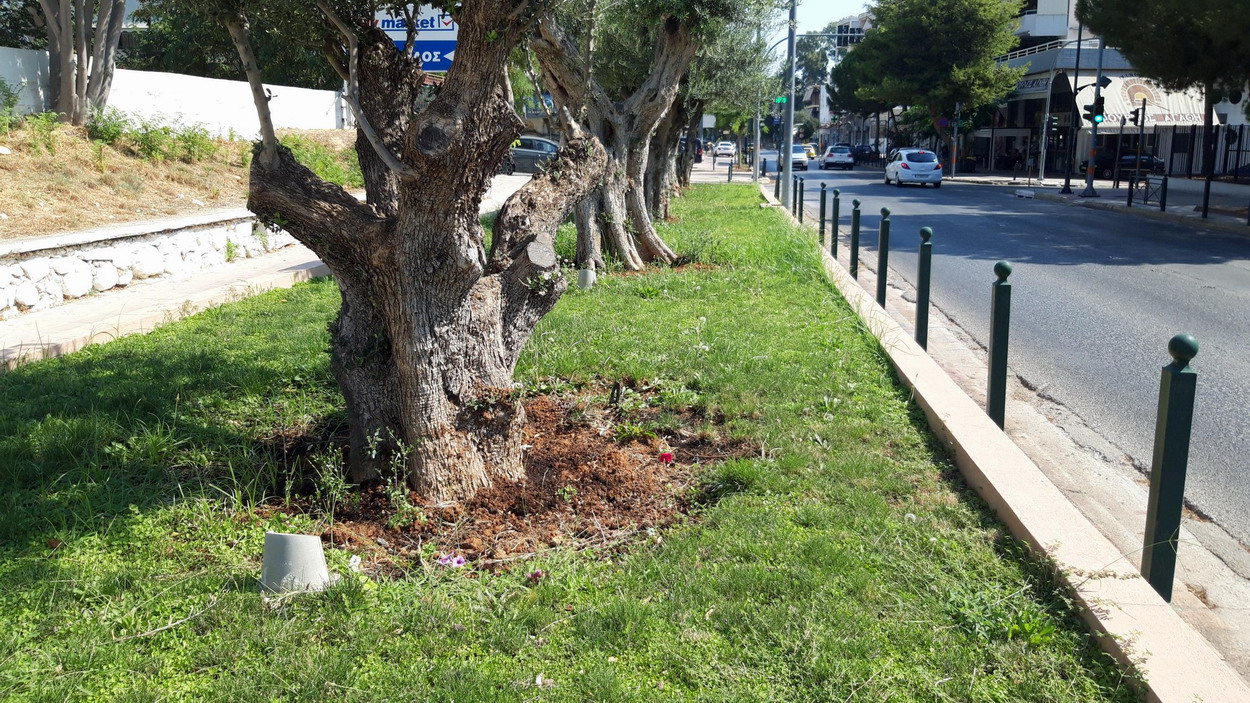 Ο δήμος ξερίζωσε τους θάμνους γύρω από τα ελαιόδεντρα, που πρόσφατα είχε φυτέψει…