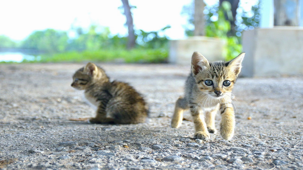 Ο Δήμος Αγίας Βαρβάρας: Σχετικά με την περίθαλψη αδέσποτων γατών