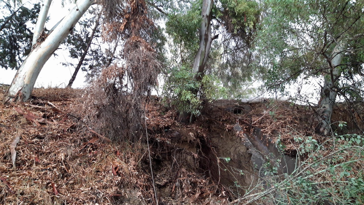 Άνοιξε το πρανές στο ρέμα της π. ΒΙΟΧΡΩΜ – Ρίζες δένδρων στον αέρα – Ξεριζώθηκαν δένδρα