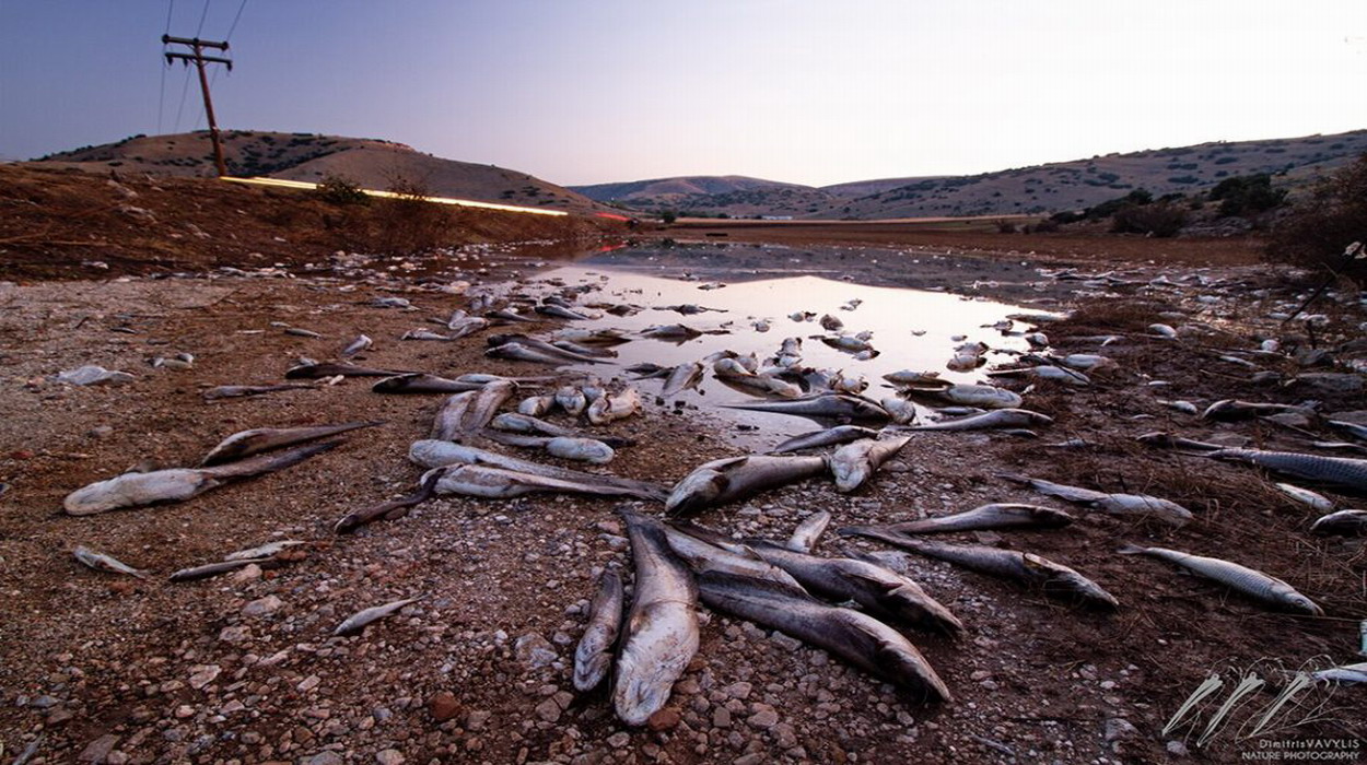 Χιλιάδες νεκρά ψάρια καλύπτουν τον Θεσσαλικό κάμπο (φωτο)