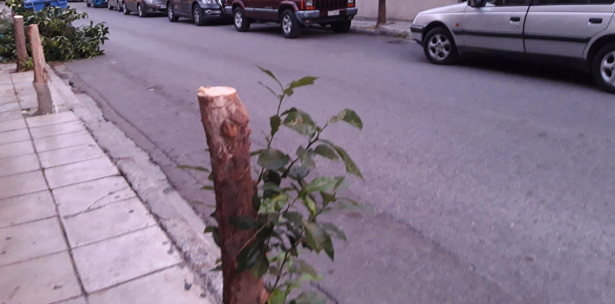 Συμπολίτης μας καρατόμησε εν ψυχρώ τρία δένδρα πολλών ετών, που υπήρχαν σε πεζοδρόμιο της πόλης μας