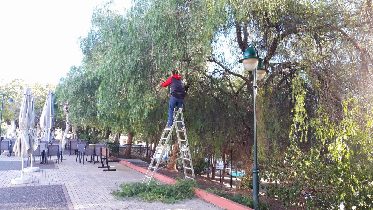 Κλαδέματα στο πεζοδρόμιο της οδού Παπαδιαμάντη, στην πλατεία Προφήτη Ηλία