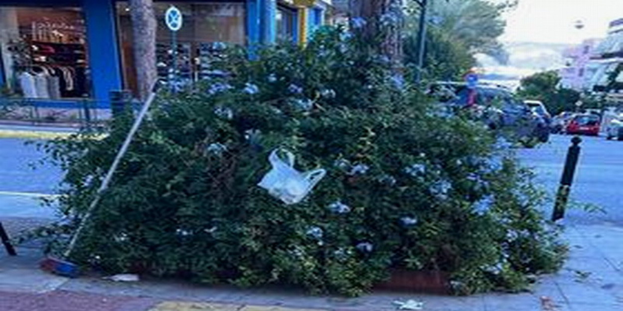 Θάμνος φωλιά κουνουπιών στο πεζοδρόμιο της Ελ. Βενιζέλου