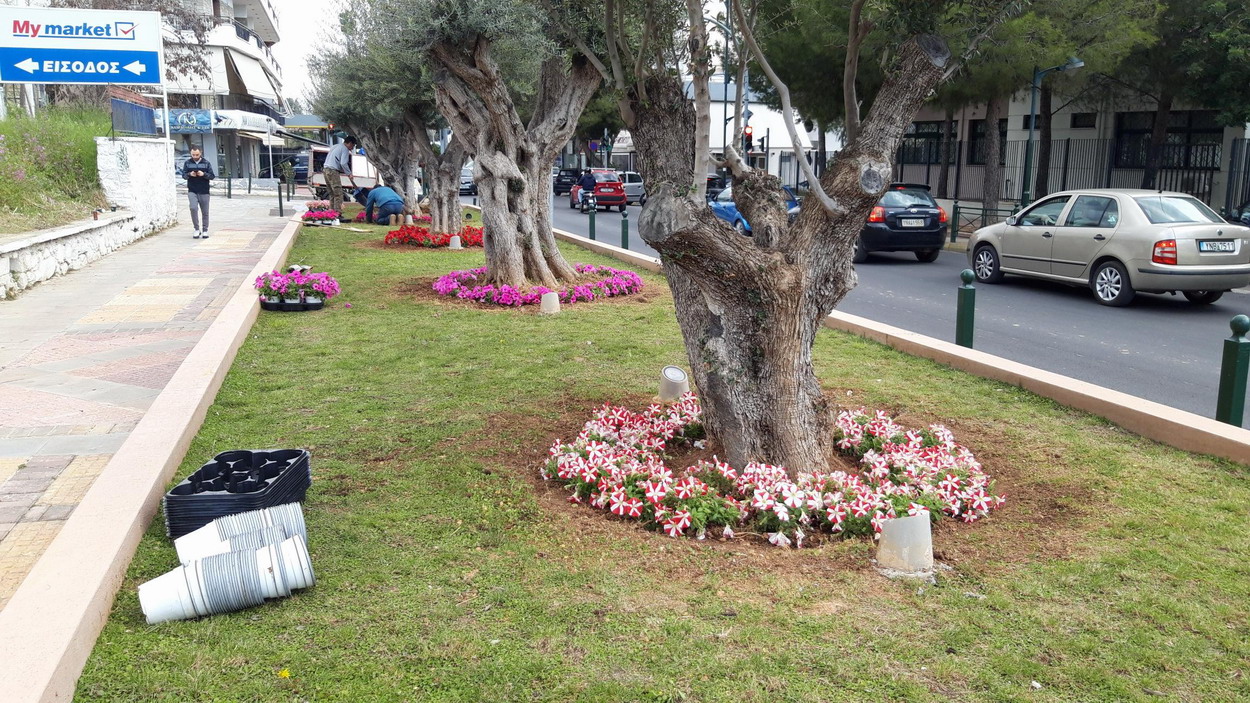 Ο δήμος  επιμένει να φυτεύει ευάλωτα φυτά, στο παρτέρι με τα ελαιόδεντρα