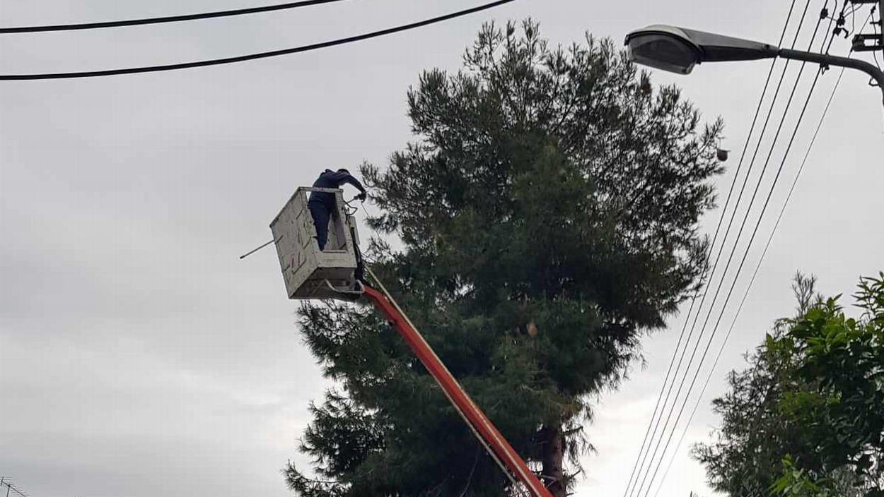 Συνεργείο του δήμου αφαιρεί κουκούλια από τα πεύκα, για να αντιμετωπίσει τις κάμπιες και τις αλλεργίες που προκαλούν στους ανθρώπους