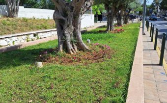 Ο δήμος επιμένει να φυτεύει ευάλωτα φυτά, στα παρτέρια με τα ελαιόδεντρα