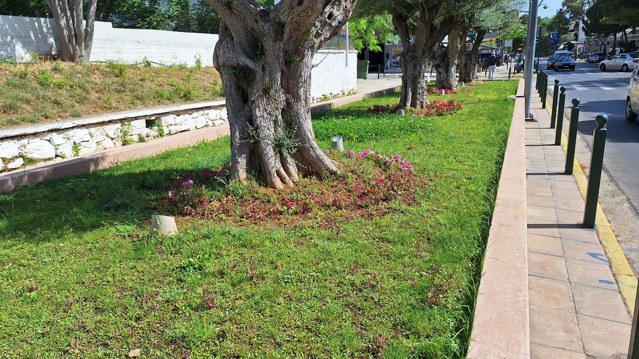 Ο δήμος επιμένει να φυτεύει ευάλωτα φυτά, στα παρτέρια με τα ελαιόδεντρα