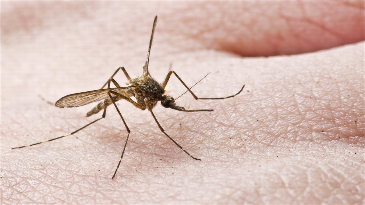Ο Δήμος πότε σκέπτεται να ξεκινήσει ψεκασμούς για την αντιμετώπιση των κουνουπιών;;;