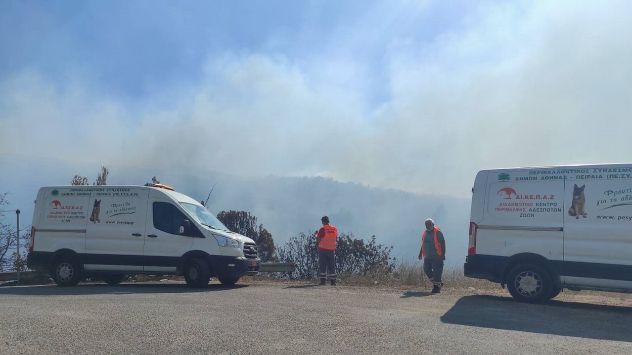 Ασθενοφόρα και διασώστες του ΔΙΚΕΠΑΖ διατρέχουν την φλεγόμενη βορειοανατολική Αττική για να προσφέρουν βοήθεια και υποστήριξη προς τα δεσποζόμενα ή αδέσποτα ζώα