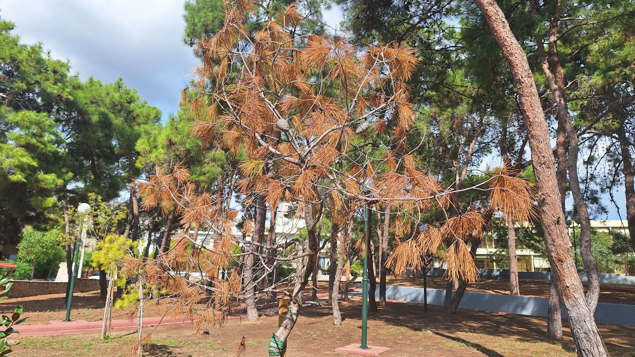 “Μπαρούτι” ακόμα ένα πρόσφατα φυτεμένο πευκοειδές – ΔΕΝ είναι το μοναδικό