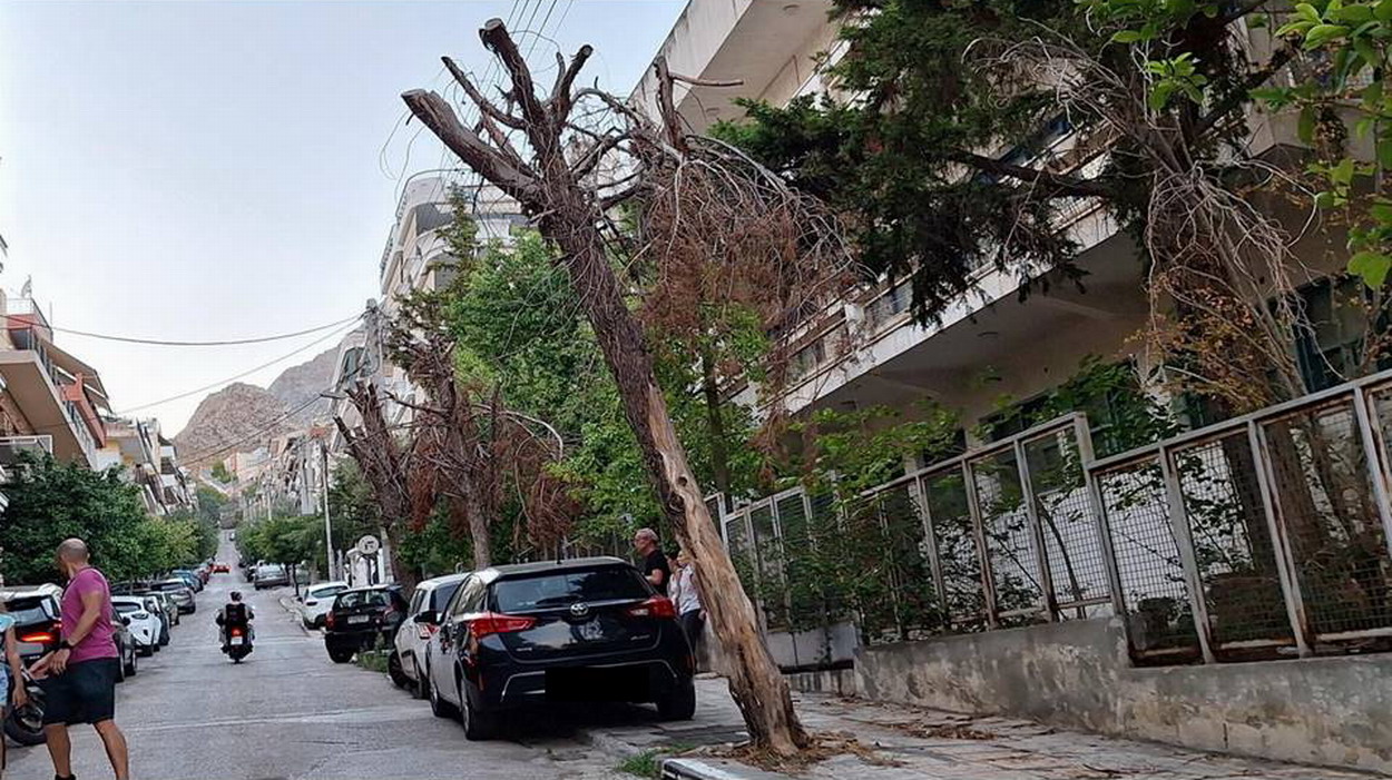 Τρία μεγάλα δένδρα στην οδό Κερκύρας έχουν ξεραθεί – Το ένα έχει γύρει προς το δρόμο…