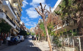 Επείγει το κόψιμο ξερών δένδρων στην οδό Κερκύρας πριν πέσουν από μόνα τους…