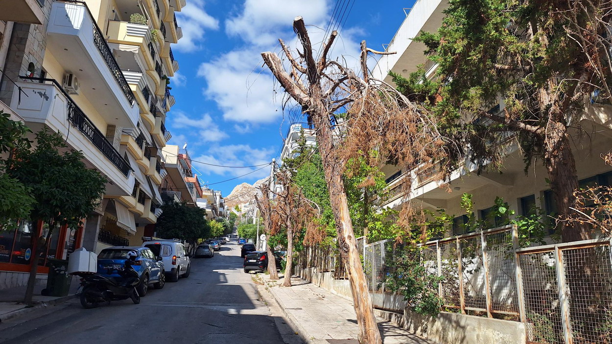 Επείγει το κόψιμο ξερών δένδρων στην οδό Κερκύρας πριν πέσουν από μόνα τους…