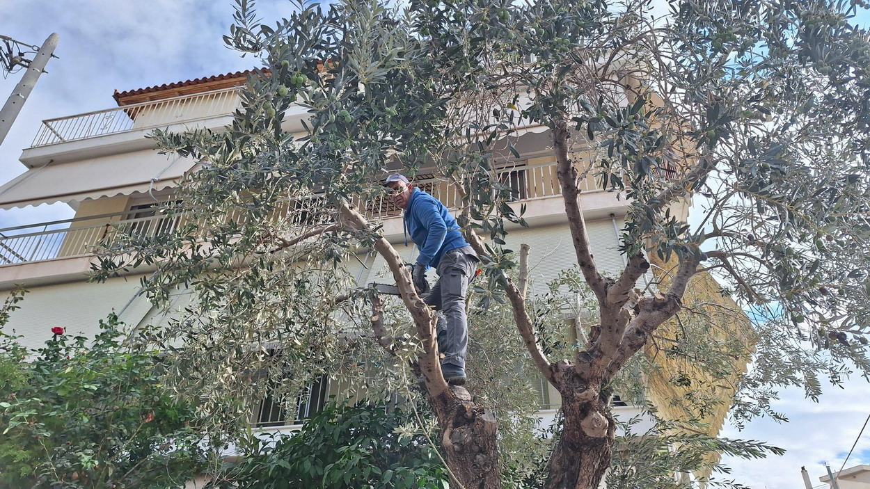 Βαθιά κλαδέματα από το δήμο σε δρόμους πίσω από τη δημαρχία