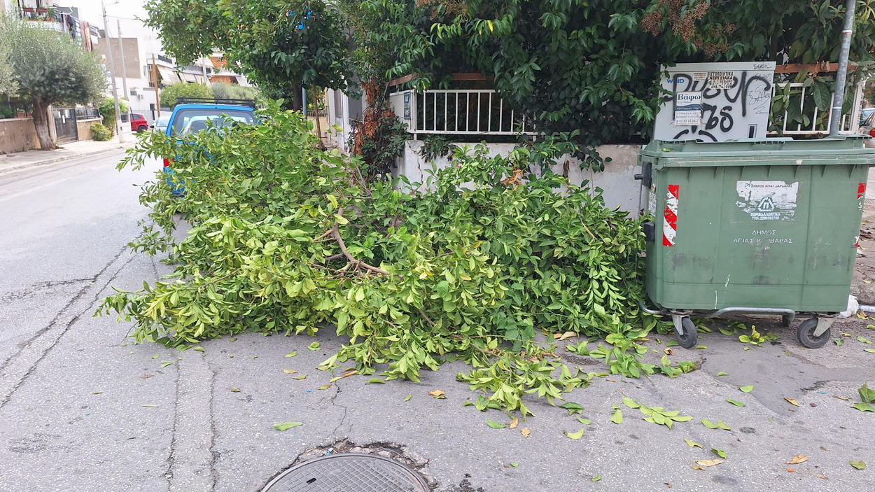 Σχεδόν μια ολόκληρη λεμονιά στο οδόστρωμα της οδού Μεσογείων, μετά από κλάδεμα κατοίκου