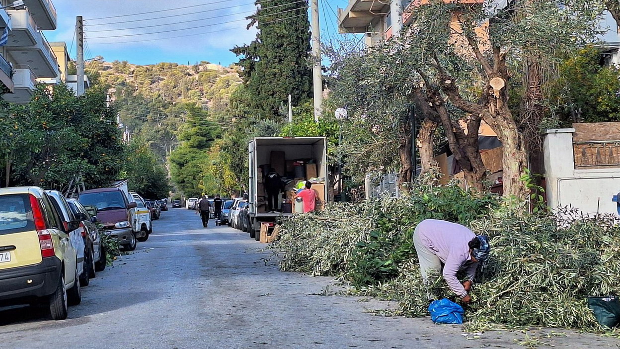 Μάζεμα ελαιών από συμπολίτες μας, μετά τα κλαδέματα των δέντρων