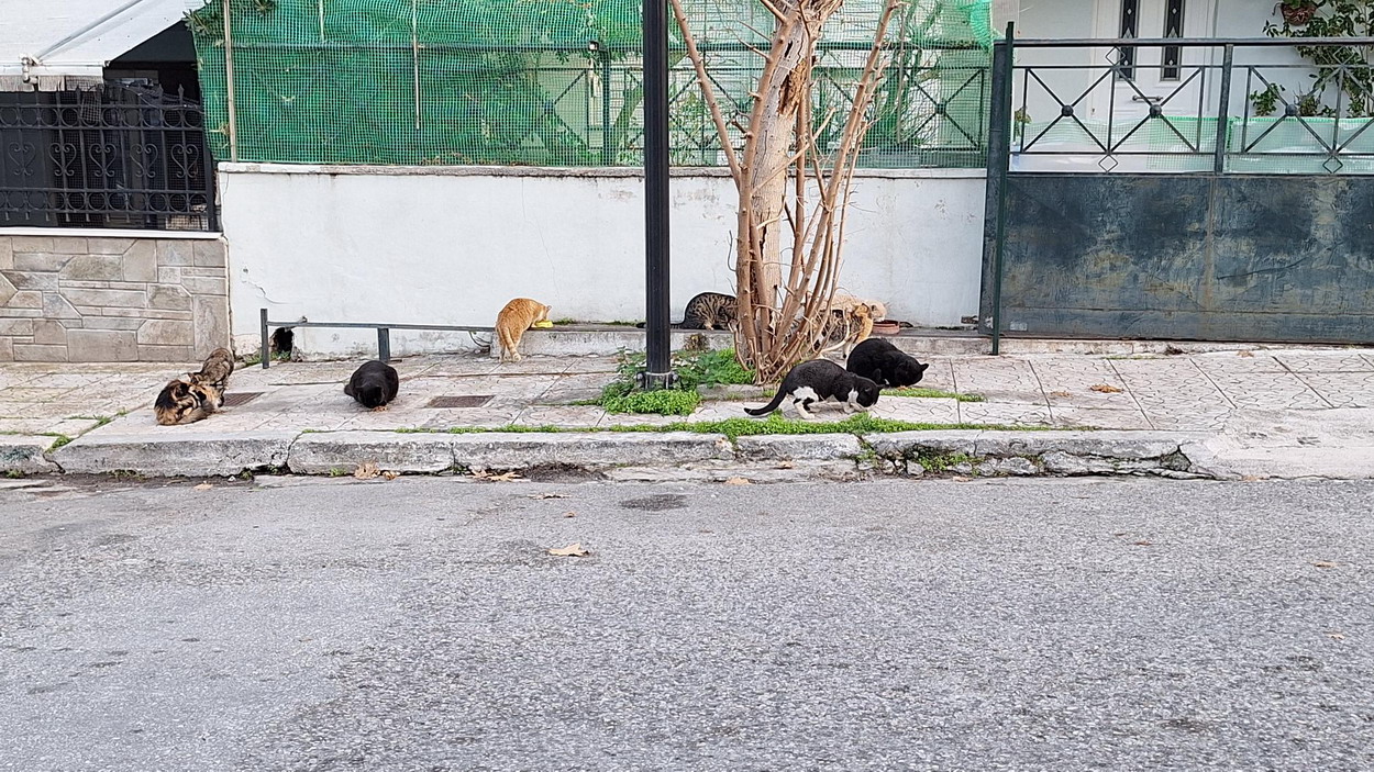 Πάρτι κάνουν δεκάδες γάτες, χάριν της καλοσύνης συμπολίτη μας στην οδό Παπαδιαμάντη