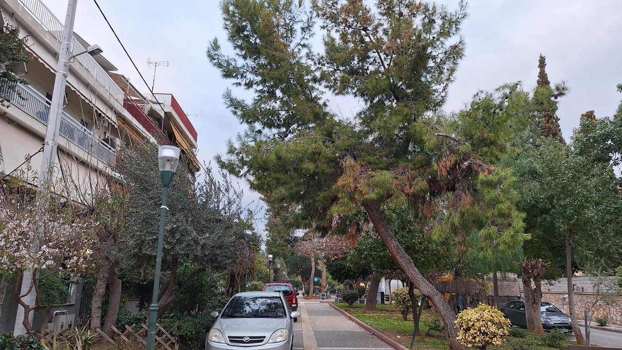 Δένδρα στον πεζόδρομο Αγίου Γεωργίου έχουν πάρει μεγάλη κλίση…