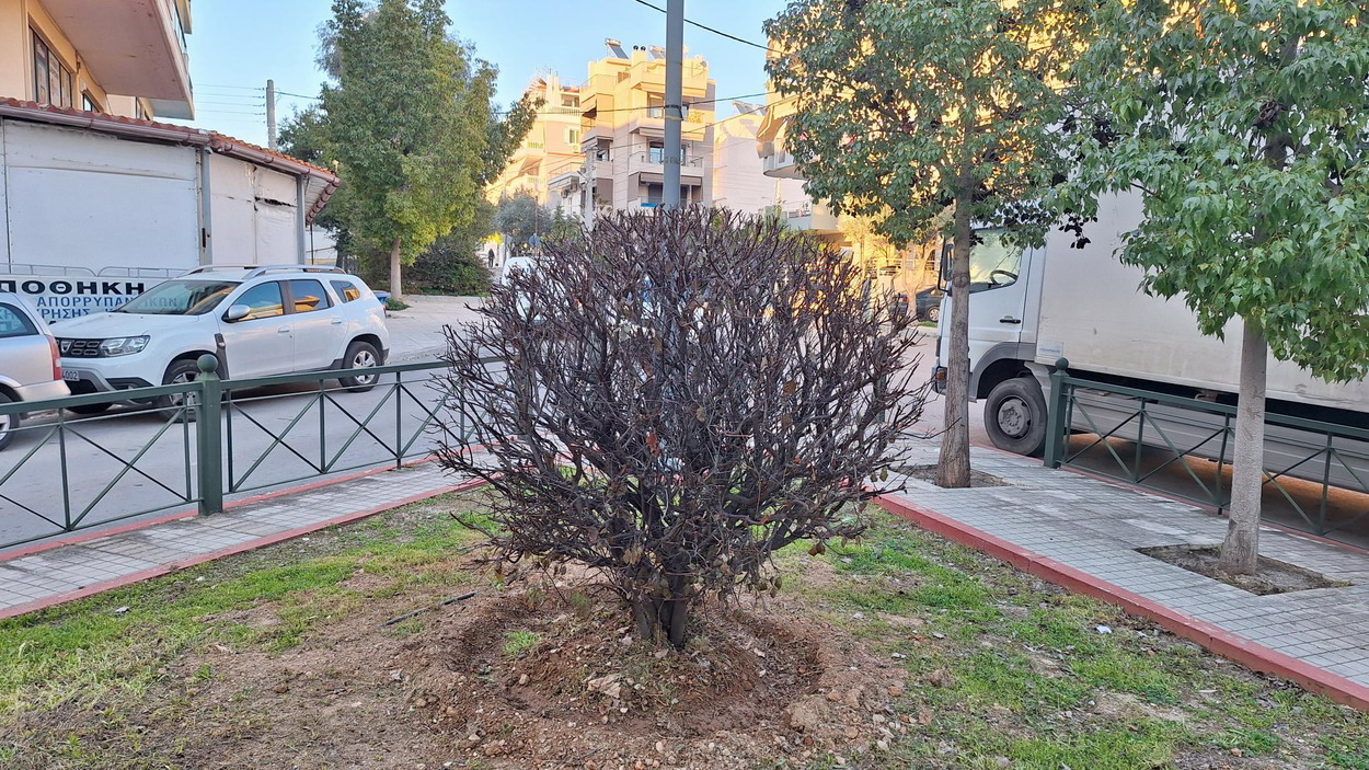 Μεταφυτεύσεις θάμνων, με προσοχή αυτή τη φορά από το δήμο, αυξάνουν τις πιθανότητες να “πιάσουν”