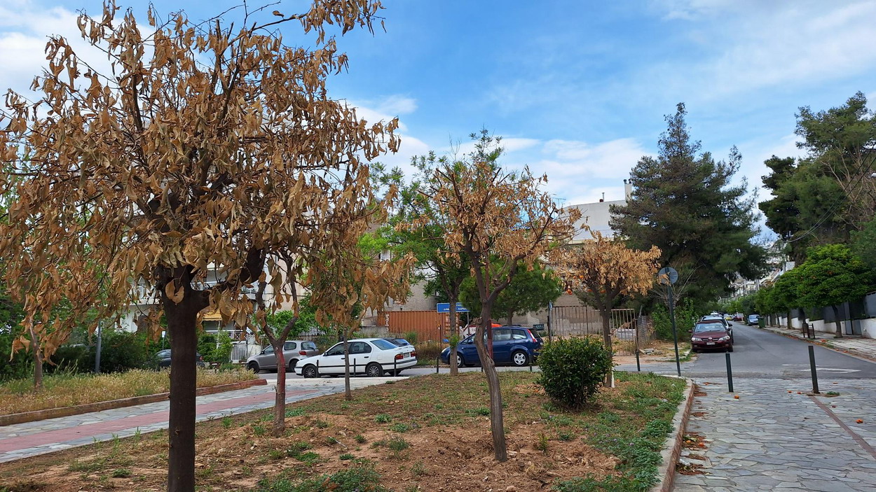 Συνεχείς αποτυχίες στη μεταφύτευση δένδρων από το δήμο – Γίνονται “μπαρούτι” σε λίγες εβδομάδες