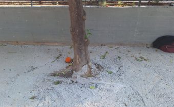 “Τσιμενταρίστηκαν” δένδρα στο πεζοδρόμιο της οδού Κυκλάδων