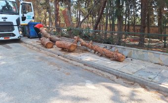 Εκτός από κλάδεμα, έκοψε και δένδρα ο ΔΕΔΔΗΕ στο άλσος Δόξης…