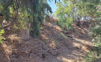 Σκέτη μπαρουτοαποθήκη είναι το ρέμα Βιοχρώμ, αφού παχύ στρώμα από ξερά φύλλα καλύπτει τα πρανή και τον πυθμένα του.