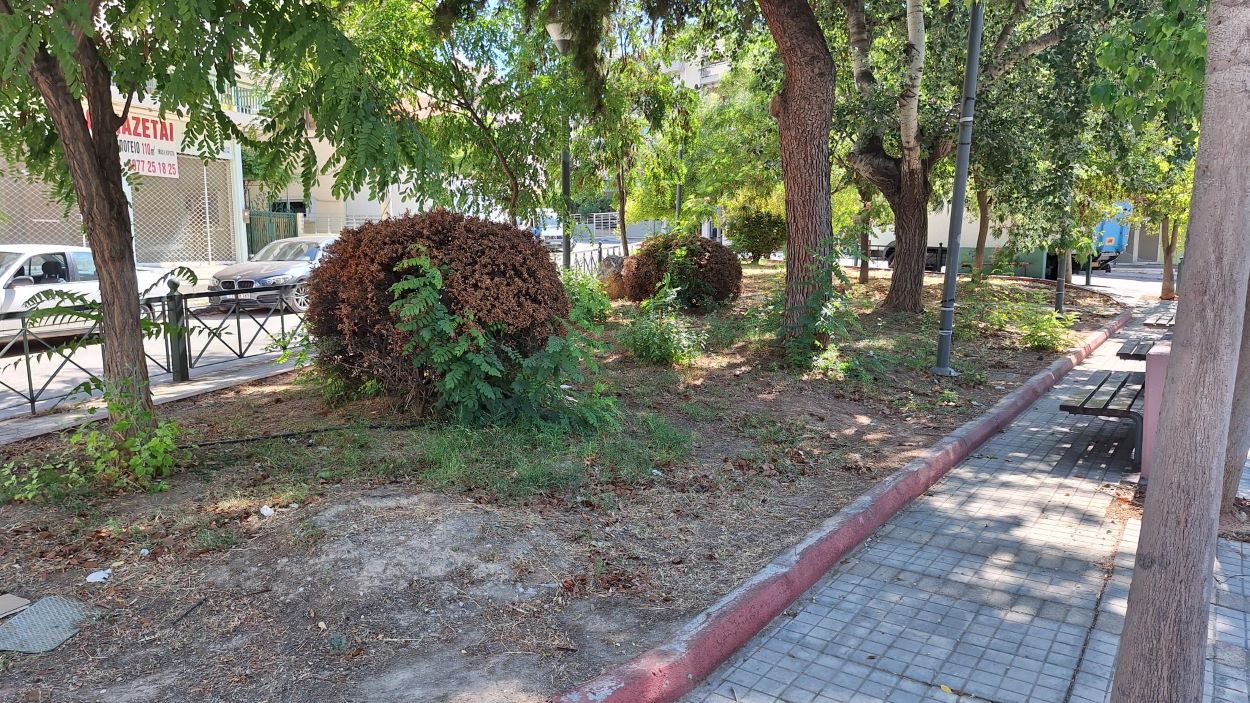 Μεγάλοι θάμνοι στο τριγωνάκι απέναντι από την είσοδο του Νοσοκομείου, έγιναν μπαρούτι και κατάλληλοι μόνο για προσάναμμα