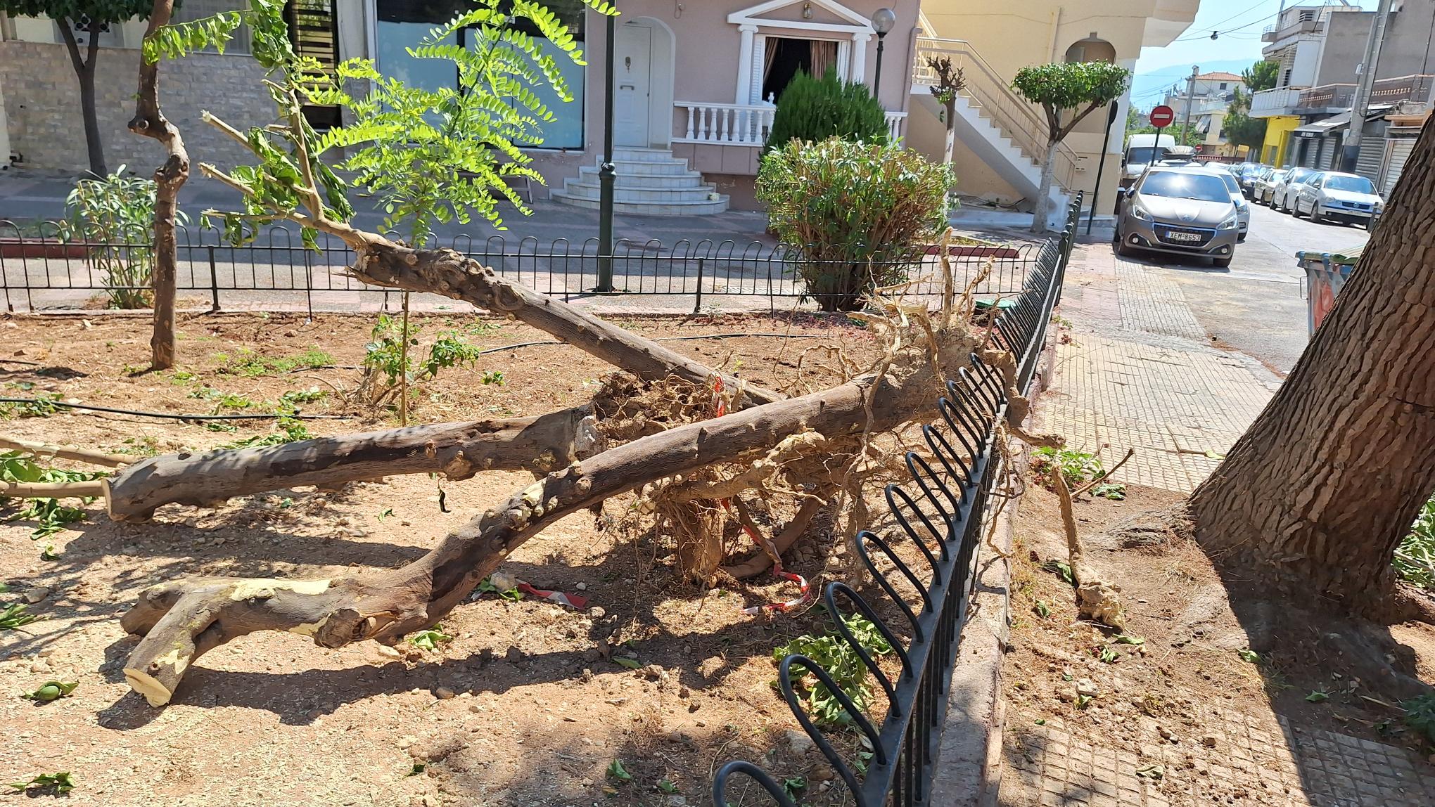 Μεταφυτεύσεις δένδρων εν μέσω καύσωνα…