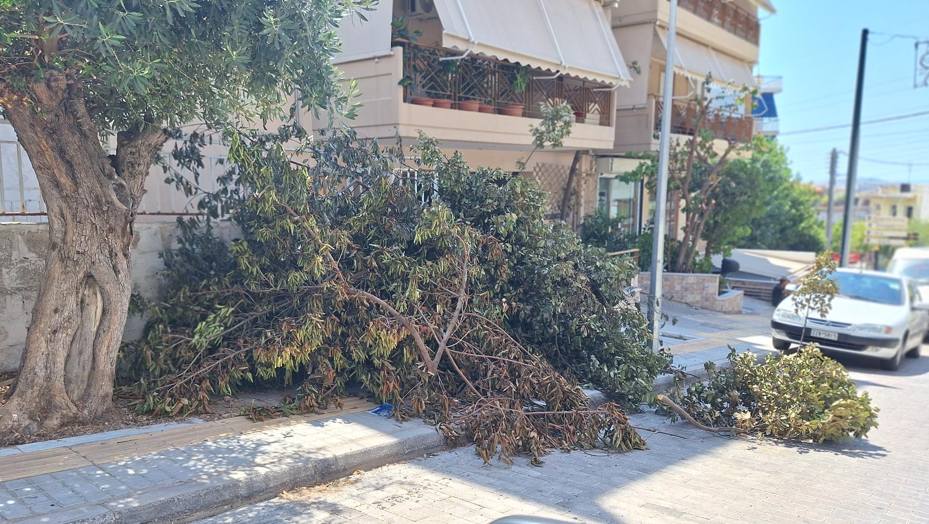 Μεγάλος όγκος από κλαδέματα έχει καταλάβει το πεζοδρόμιο και μέρος του οδοστρώματος της Π. Π. Γερμανού