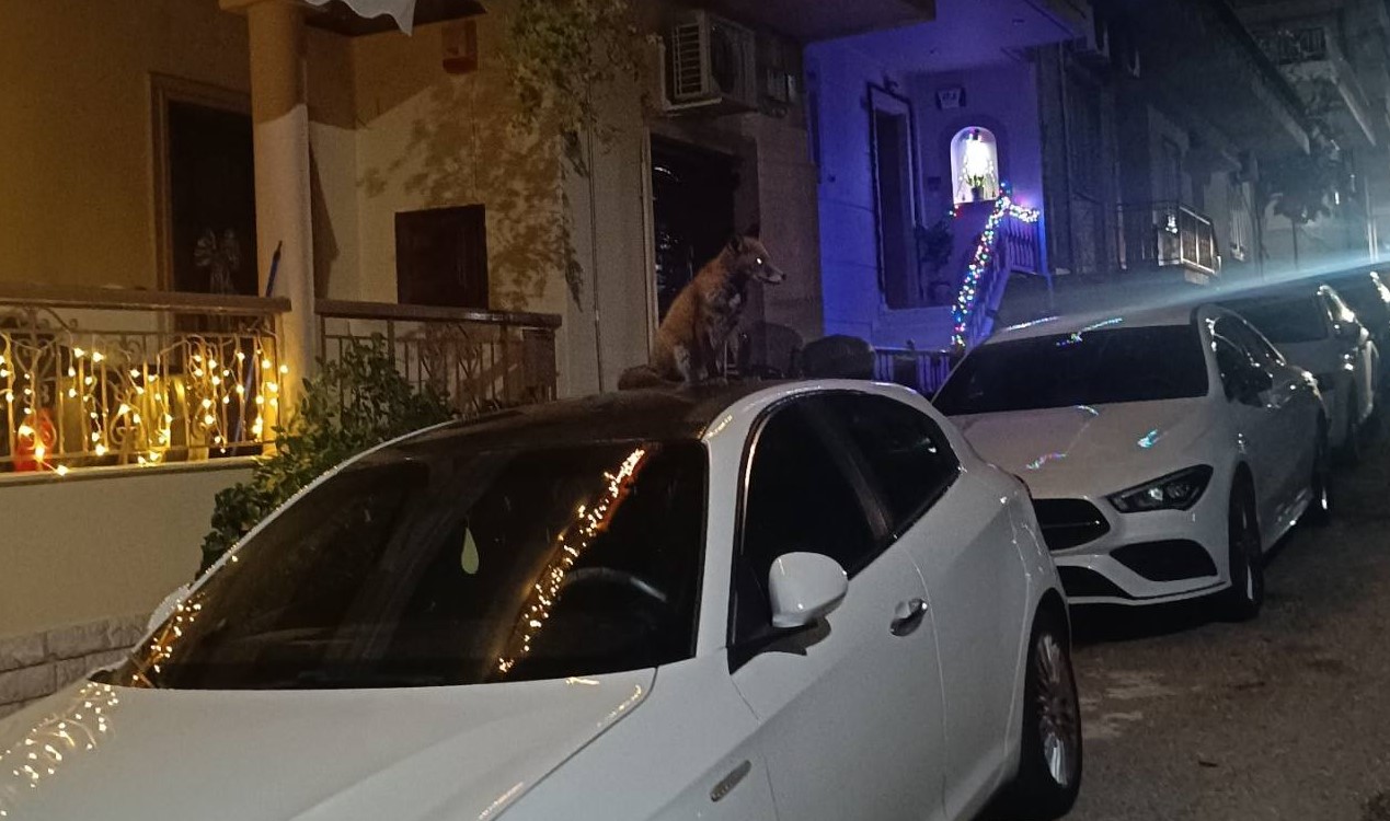 Αλεπουδάκι έκανε βόλτες στην οδό Φλέμινγκ – Ανέβηκε και στον ουρανό αμαξιού…